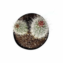 Load image into Gallery viewer, Cactus, 8in, Trichocereus grandiflorus 'Torch' - Floral Acres Greenhouse & Garden Centre