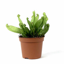 Load image into Gallery viewer, Sarracenia, 2.5in, Psittacina - Floral Acres Greenhouse & Garden Centre