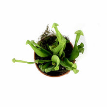 Load image into Gallery viewer, Sarracenia, 2.5in, Psittacina - Floral Acres Greenhouse & Garden Centre