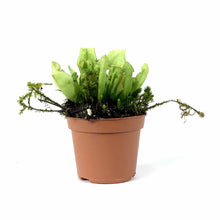 Load image into Gallery viewer, Sarracenia, 2.5in, Yellow Jacket - Floral Acres Greenhouse & Garden Centre