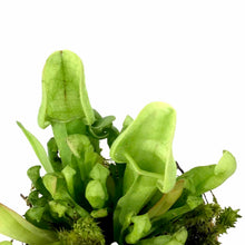 Load image into Gallery viewer, Sarracenia, 2.5in, Yellow Jacket - Floral Acres Greenhouse & Garden Centre