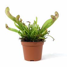 Load image into Gallery viewer, Sarracenia, 2.5in, Scarlet Belle - Floral Acres Greenhouse & Garden Centre