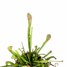 Load image into Gallery viewer, Sarracenia, 2.5in, Scarlet Belle - Floral Acres Greenhouse & Garden Centre