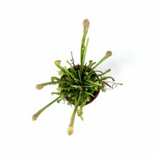 Load image into Gallery viewer, Sarracenia, 2.5in, Scarlet Belle - Floral Acres Greenhouse & Garden Centre