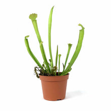 Load image into Gallery viewer, Sarracenia, 2.5in, Alata - Floral Acres Greenhouse & Garden Centre