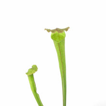Load image into Gallery viewer, Sarracenia, 2.5in, Alata - Floral Acres Greenhouse & Garden Centre