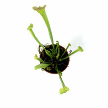 Load image into Gallery viewer, Sarracenia, 2.5in, Alata - Floral Acres Greenhouse & Garden Centre