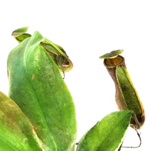 Load image into Gallery viewer, Nepenthes, 2.5in, St. Gaya