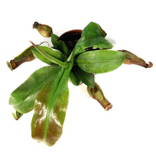 Load image into Gallery viewer, Nepenthes, 2.5in, St. Gaya