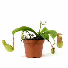 Load image into Gallery viewer, Nepenthes, 2.5in, Ventrata - Floral Acres Greenhouse & Garden Centre