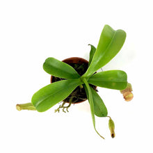 Load image into Gallery viewer, Nepenthes, 2.5in, Ventrata - Floral Acres Greenhouse & Garden Centre