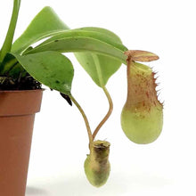 Load image into Gallery viewer, Nepenthes, 2.5in, Ventrata - Floral Acres Greenhouse & Garden Centre
