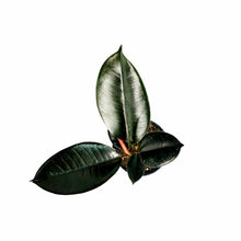 Load image into Gallery viewer, Ficus, 4in, Burgundy - Floral Acres Greenhouse & Garden Centre