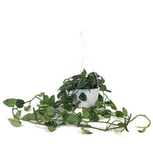 Load image into Gallery viewer, Scindapsus, 6in HB, Argyraeus