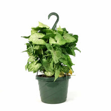 Load image into Gallery viewer, Syngonium, 8in HB, Creamsicle - Floral Acres Greenhouse & Garden Centre