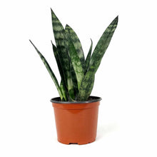 Load image into Gallery viewer, Sansevieria, 6in, Frozen - Floral Acres Greenhouse & Garden Centre