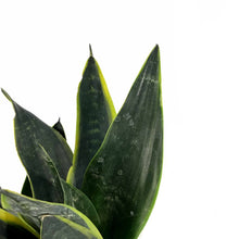 Load image into Gallery viewer, Sansevieria, 6in, Black Moon - Floral Acres Greenhouse & Garden Centre