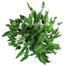 Load image into Gallery viewer, Philodendron, 8in, Deja Vu