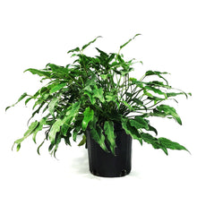 Load image into Gallery viewer, Philodendron, 8in, Deja Vu
