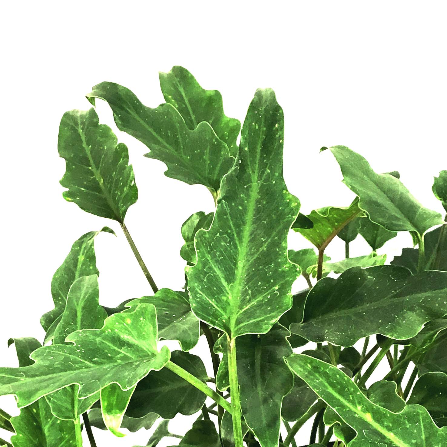 philodendron deja vu plant Philodendron, 8in, Deja Vu – Floral Acres Greenhouse & Garden Centre