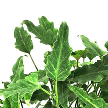 Load image into Gallery viewer, Philodendron, 8in, Deja Vu