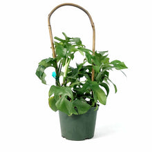 Load image into Gallery viewer, Rhaphidophora, 6in, Tetrasperma/Mo. Minima Hoop - Floral Acres Greenhouse & Garden Centre