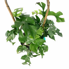 Load image into Gallery viewer, Rhaphidophora, 6in, Tetrasperma/Mo. Minima Hoop - Floral Acres Greenhouse & Garden Centre