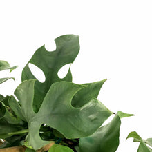 Load image into Gallery viewer, Rhaphidophora, 6in, Tetrasperma/Mo. Minima Hoop - Floral Acres Greenhouse & Garden Centre