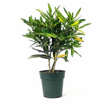 Load image into Gallery viewer, Croton, 6in, Banana - Floral Acres Greenhouse & Garden Centre