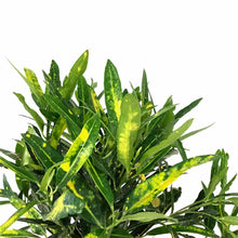Load image into Gallery viewer, Croton, 6in, Banana - Floral Acres Greenhouse & Garden Centre