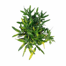 Load image into Gallery viewer, Croton, 6in, Banana - Floral Acres Greenhouse & Garden Centre