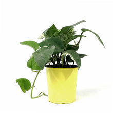 Load image into Gallery viewer, Pothos, 5in, Marble Queen - Floral Acres Greenhouse & Garden Centre