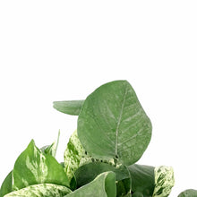 Load image into Gallery viewer, Pothos, 5in, Marble Queen - Floral Acres Greenhouse & Garden Centre
