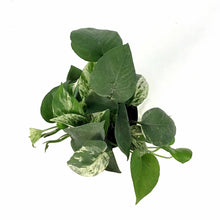 Load image into Gallery viewer, Pothos, 5in, Marble Queen - Floral Acres Greenhouse & Garden Centre