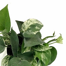 Load image into Gallery viewer, Pothos, 5in, Marble Queen - Floral Acres Greenhouse & Garden Centre