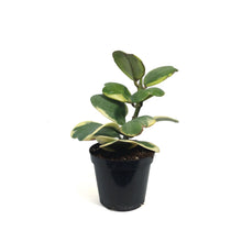 Load image into Gallery viewer, Hoya, 3in, Kerrii Outer Variegated