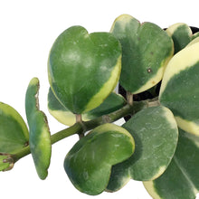 Load image into Gallery viewer, Hoya, 3in, Kerrii Outer Variegated