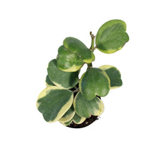 Load image into Gallery viewer, Hoya, 3in, Kerrii Outer Variegated