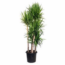 Load image into Gallery viewer, Yucca, 17in, Cane 6/5/4/3/2 - Floral Acres Greenhouse & Garden Centre