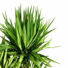 Load image into Gallery viewer, Yucca, 17in, Cane 6/5/4/3/2 - Floral Acres Greenhouse & Garden Centre