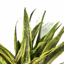 Load image into Gallery viewer, Sansevieria, 10in, Yellowstone - Floral Acres Greenhouse & Garden Centre