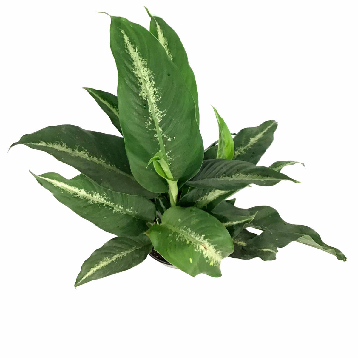 dieffenbachia cougar Dieffenbachia, 10in, Cougar – Floral Acres Greenhouse & Garden Centre
