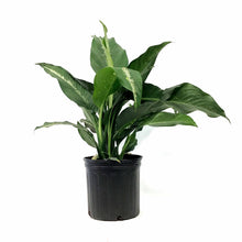 Load image into Gallery viewer, Dieffenbachia, 10in, Cougar - Floral Acres Greenhouse & Garden Centre