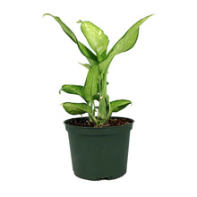Load image into Gallery viewer, Dieffenbachia, 6in, Camouflage