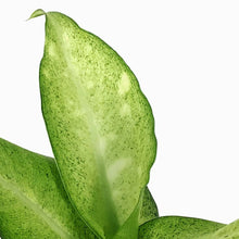 Load image into Gallery viewer, Dieffenbachia, 6in, Camouflage
