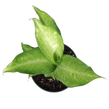 Load image into Gallery viewer, Dieffenbachia, 6in, Camouflage