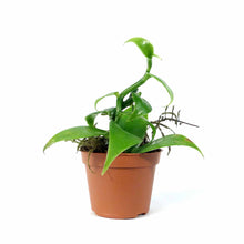 Load image into Gallery viewer, Vanilla Planifolia, 2.5in - Floral Acres Greenhouse & Garden Centre