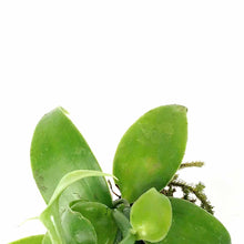 Load image into Gallery viewer, Vanilla Planifolia, 2.5in - Floral Acres Greenhouse & Garden Centre