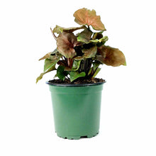 Load image into Gallery viewer, Syngonium, 4in, Merry Maria - Floral Acres Greenhouse & Garden Centre