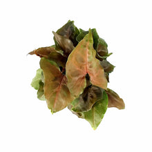 Load image into Gallery viewer, Syngonium, 4in, Merry Maria - Floral Acres Greenhouse & Garden Centre